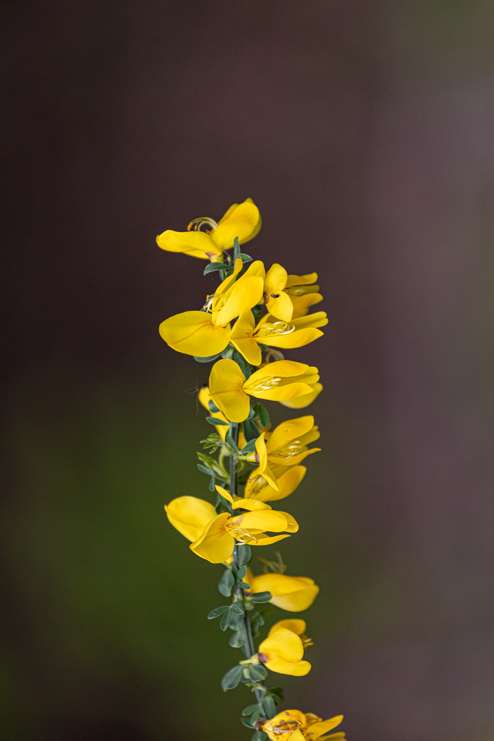 Farbkontraste der Natur