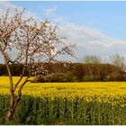 Farbkontraste im April