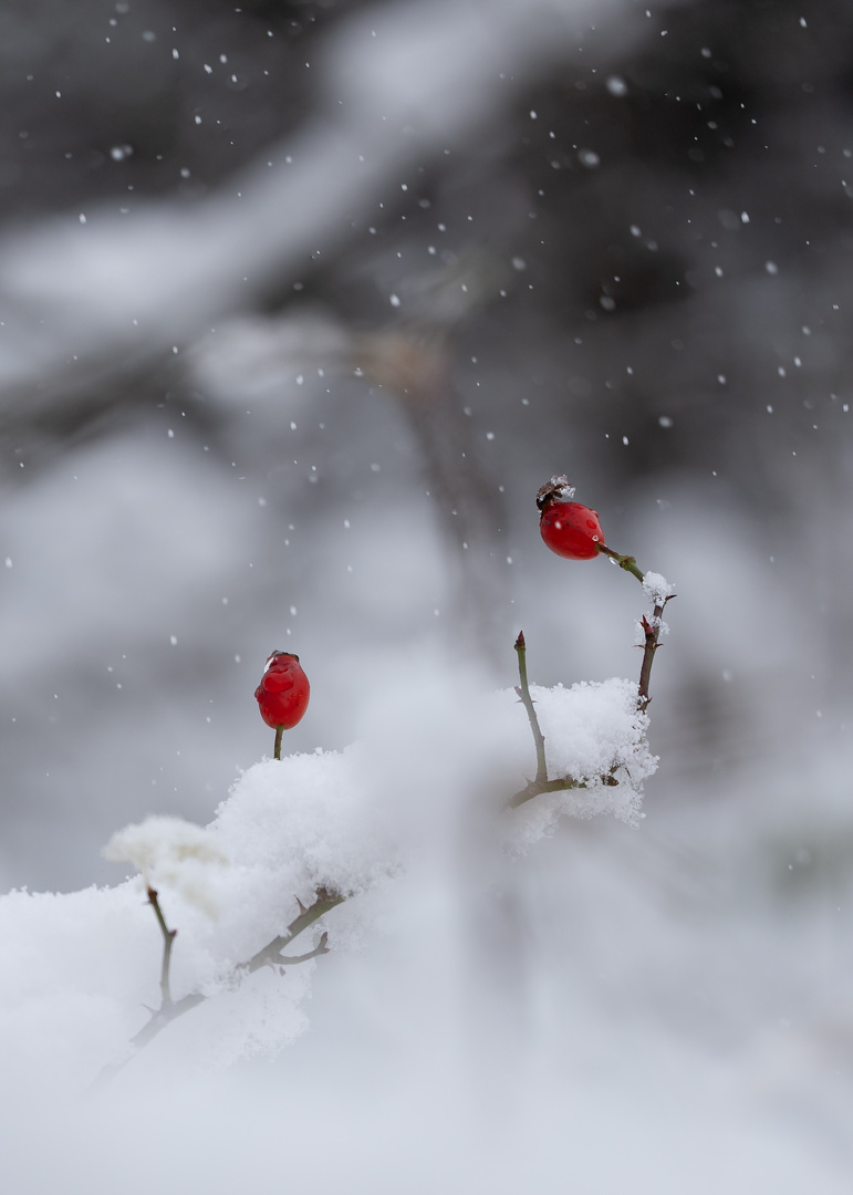 Farbkontraste im Schnee...