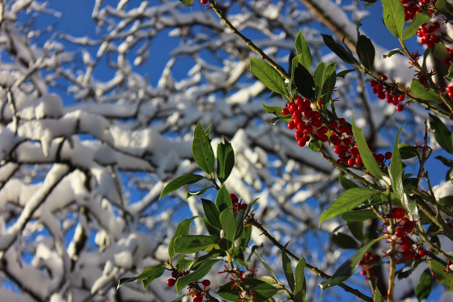 Farbkontraste im Winter