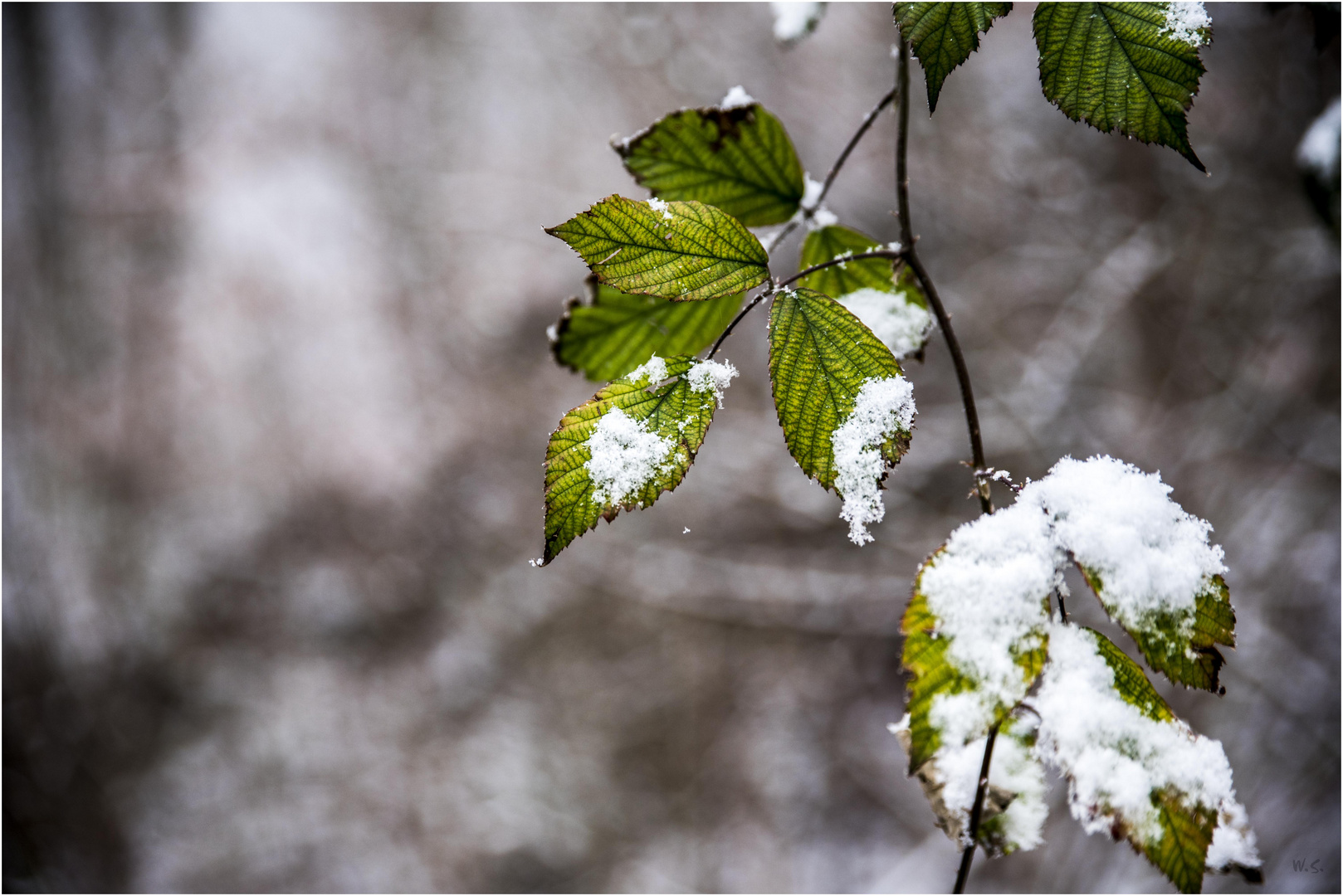 Farbkontraste im Winter