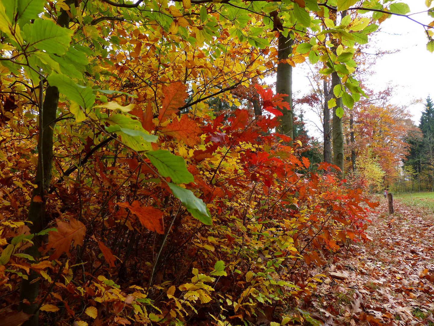 Farbkünstler Herbst