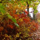 Farbkünstler Herbst