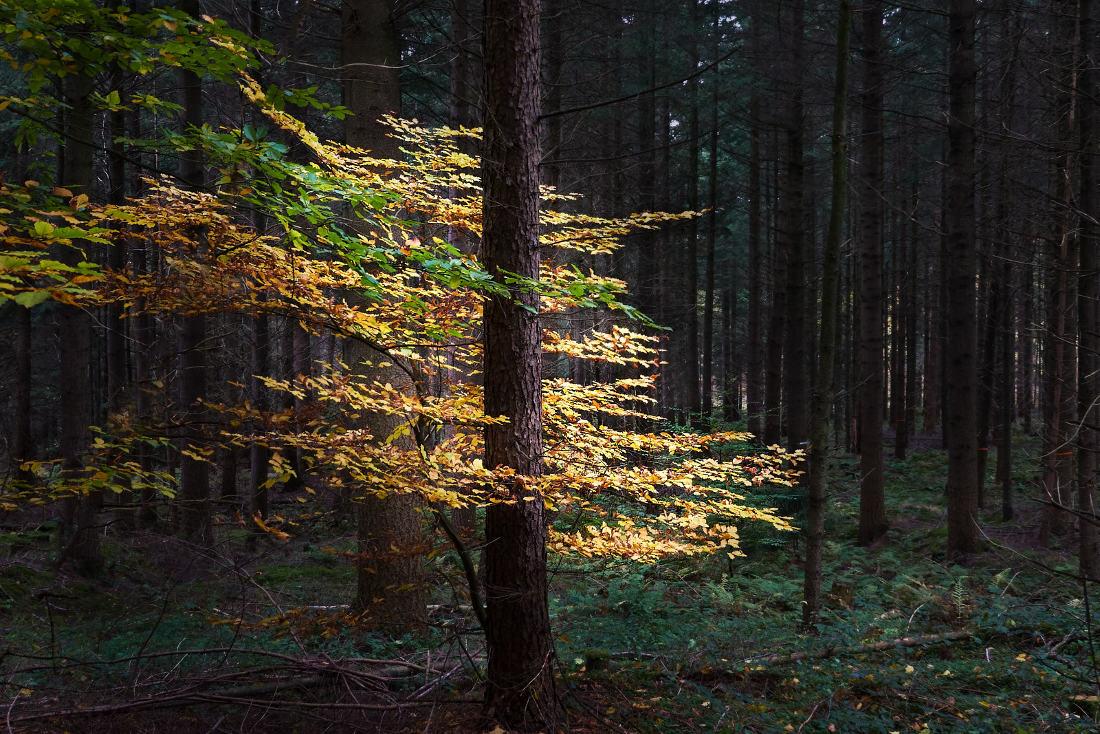 Farbleuchten im Nadelwald