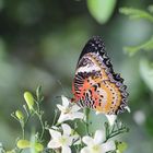 Farblich gut abgestimmt von Mutter Natur