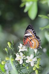 Farblich gut abgestimmt von Mutter Natur