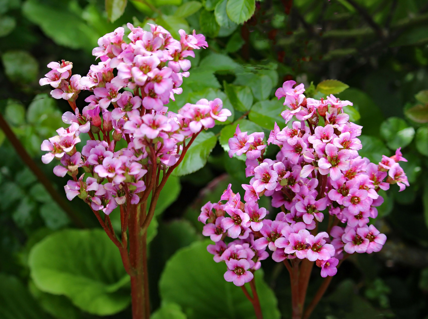 Farblich strahlende Blüten