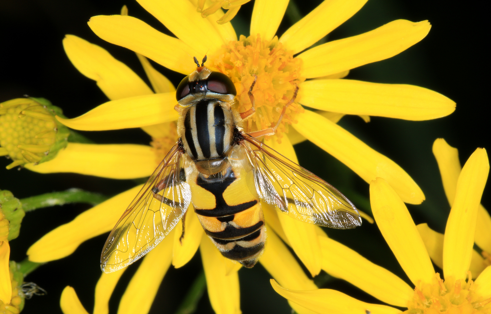 Farblich Ton in Ton : Große Sumpfschwebfliege, Helophilus trivittatus, an Jakobs-Greiskraut Blüte