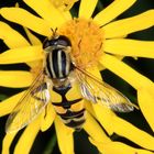 Farblich Ton in Ton : Große Sumpfschwebfliege, Helophilus trivittatus, an Jakobs-Greiskraut Blüte