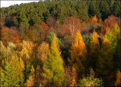 Farbliche Abstufungen zum Ende der herbstlichen Jahreszeit