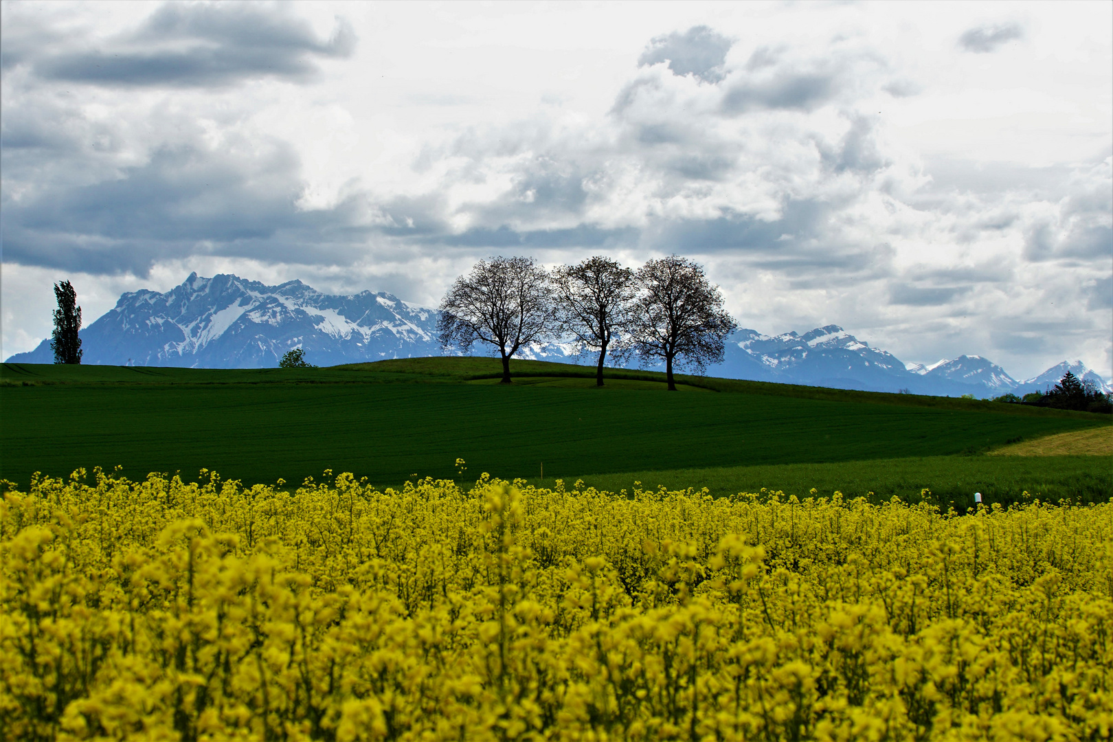 Farbliche Vielfalt