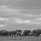 farblose Elefanten