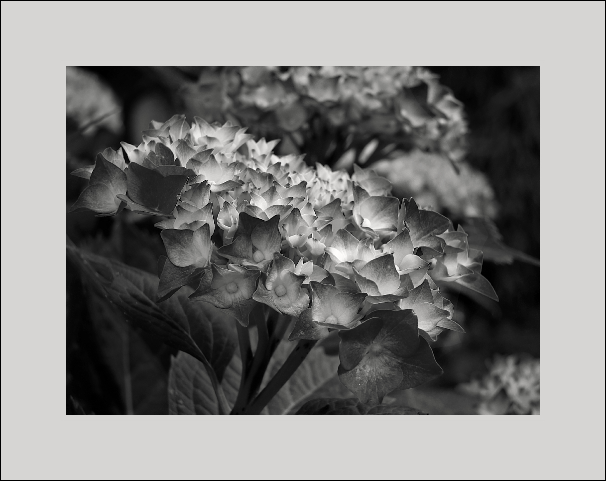 Farblose Hortensienblüten