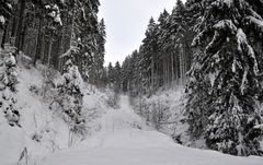 farblose Stille im norddeutschen Mittelgebirge 