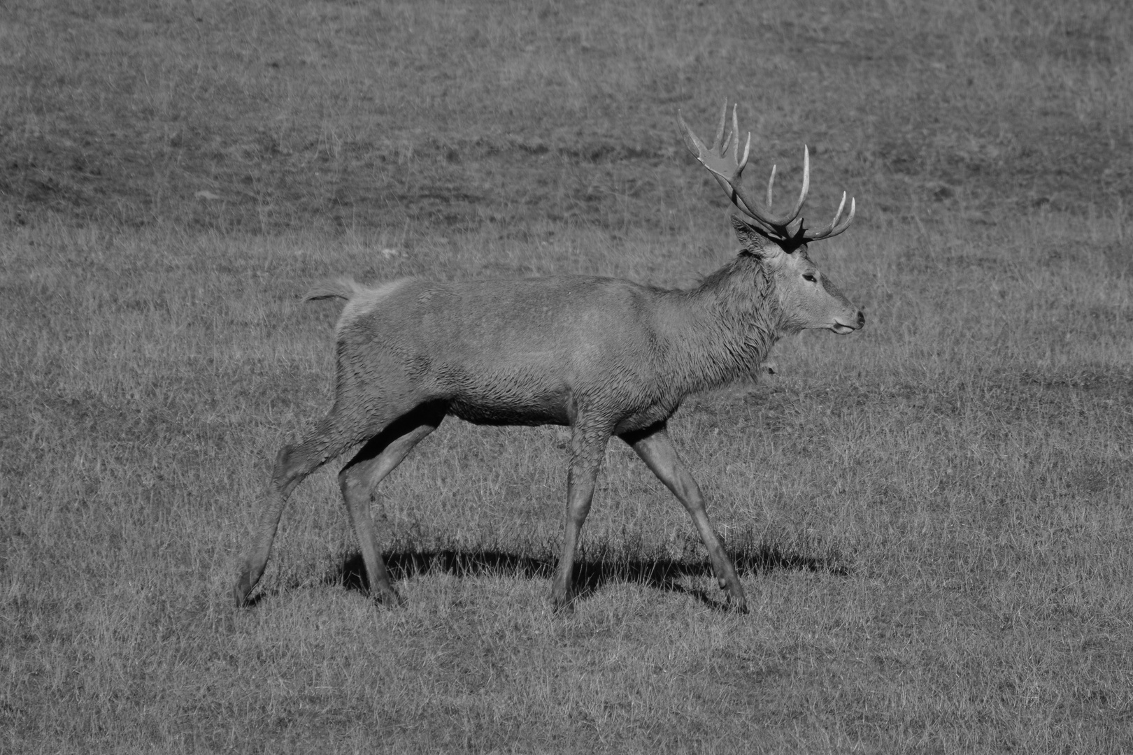 Farbloser Hirsch