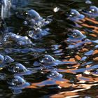 Farbluftblasen durch Wasserspiel im Brunnen