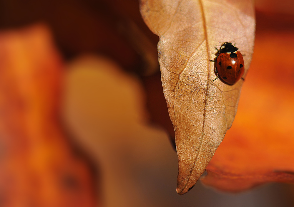 Farbmalkasten....Herbst