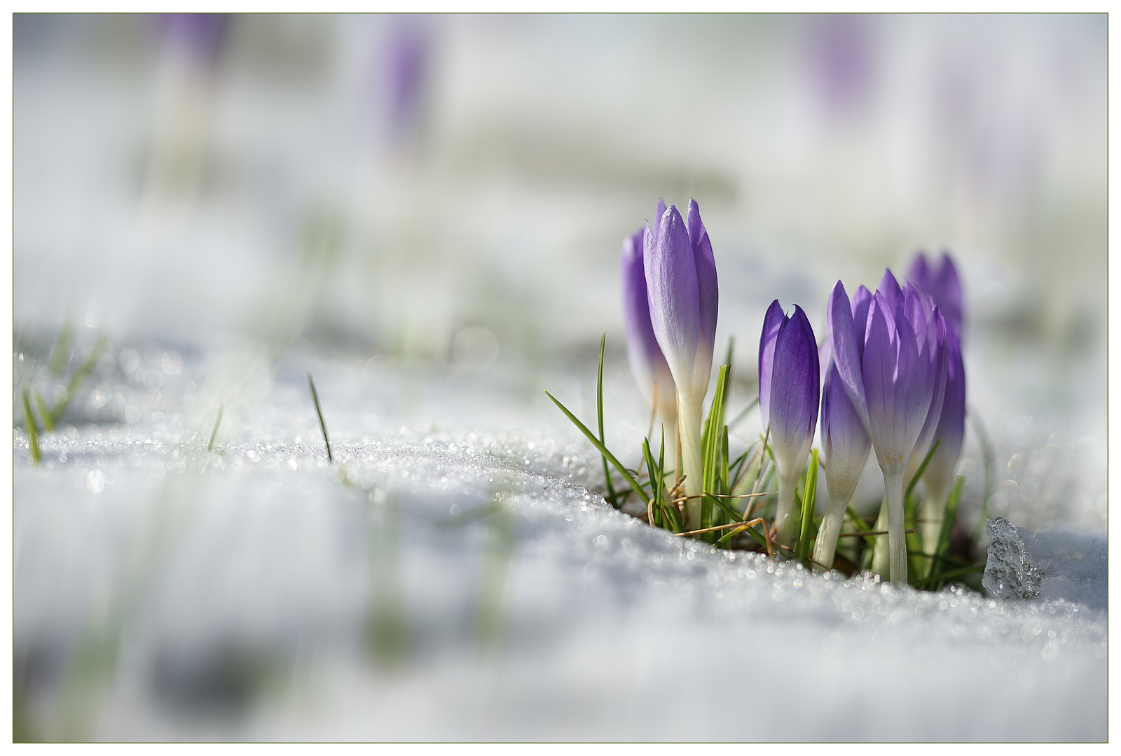 Farbnester im Schnee