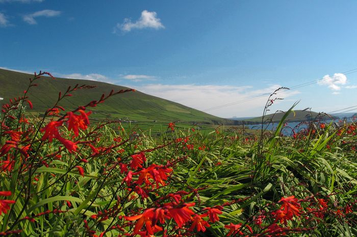 Farborgie auf Dingle