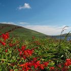 Farborgie auf Dingle