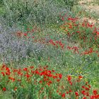 Farborgie mit Mohn