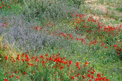 Farborgie mit Mohn