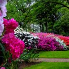 Farbpalette des Rhododendrons