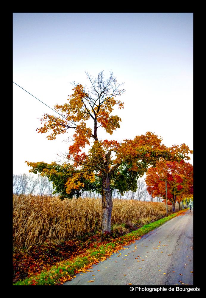 Farbpracht des Herbstes