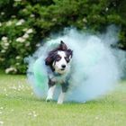 Farbpulver Shooting mit Border Collie Nate