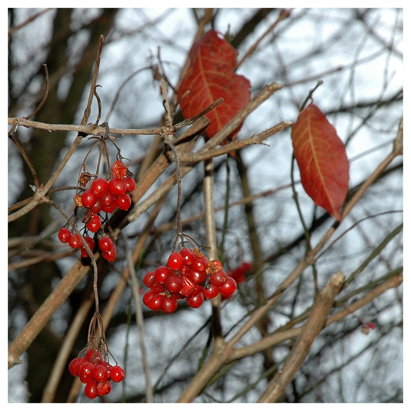 Farbpunkte im Spätherbst