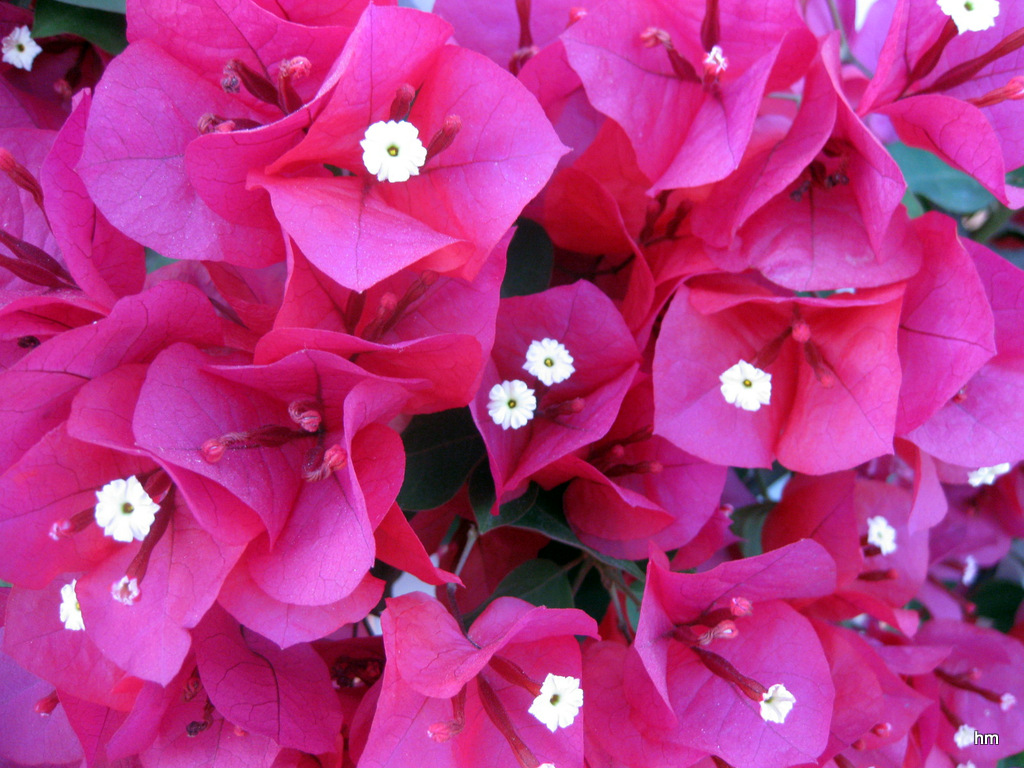 Farbsinfonie: Bougainvillea auf Mallorca