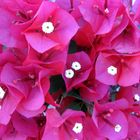 Farbsinfonie: Bougainvillea auf Mallorca