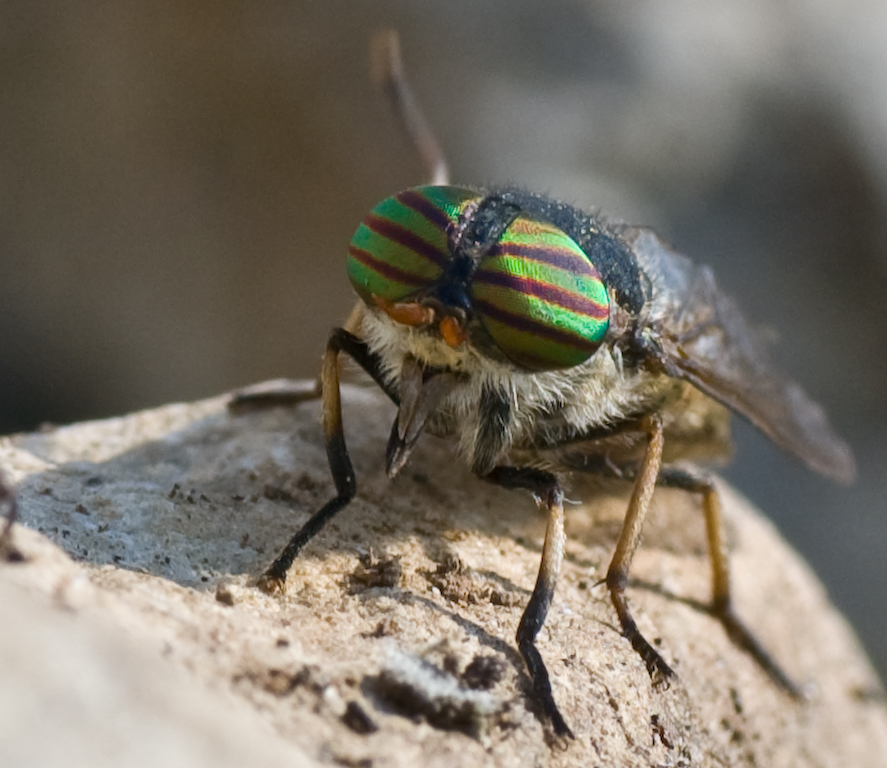 Farbspektrum(Bremse-Hybomitra aterrima)