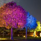 Farbspiel Bäume
