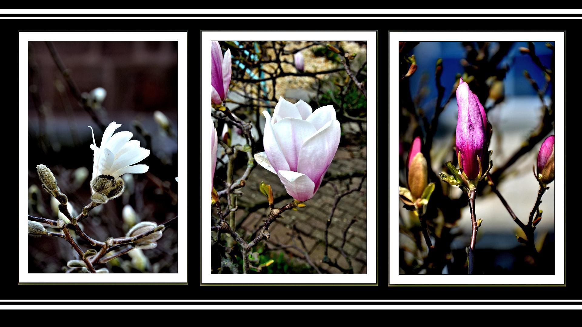 Farbspiel der Magnolien Version 2