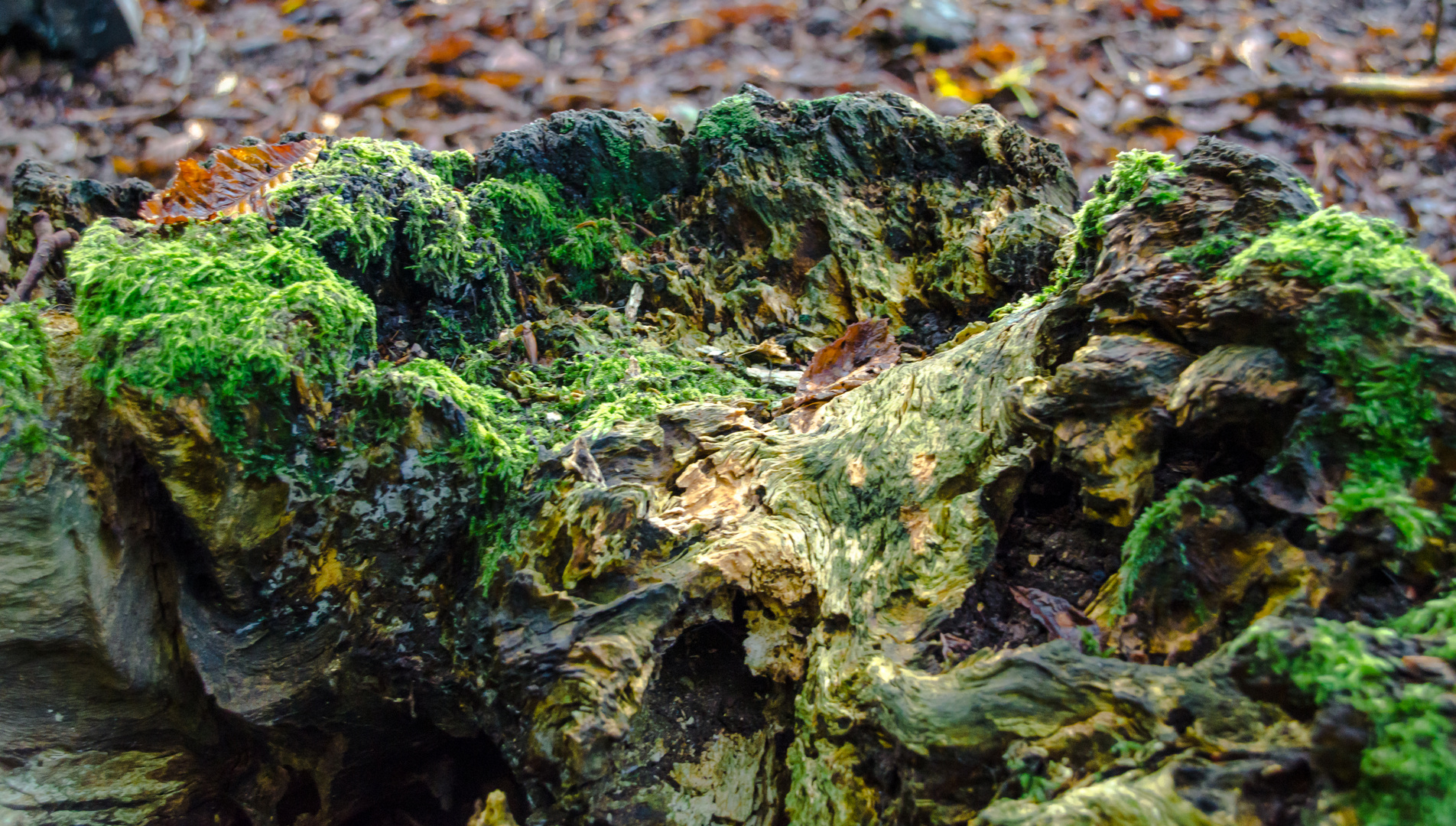 Farbspiel der Natur (überarbeitet)