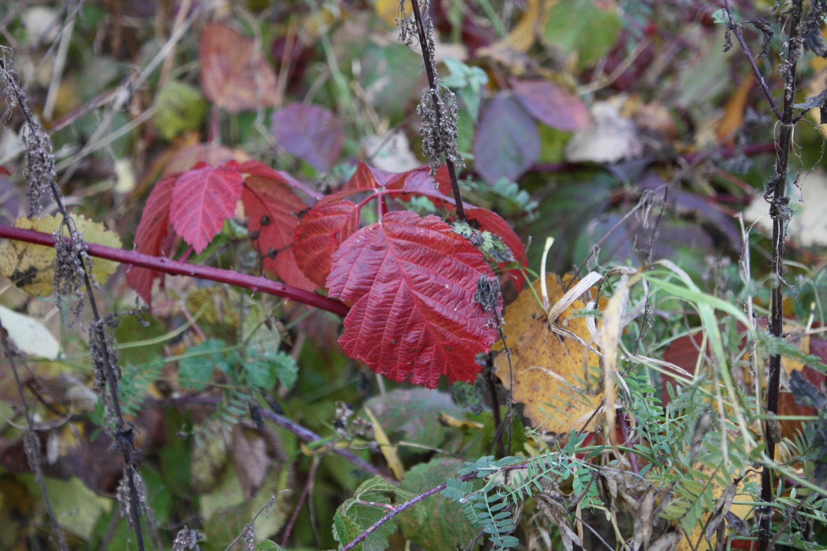 Farbspiel des herbstes