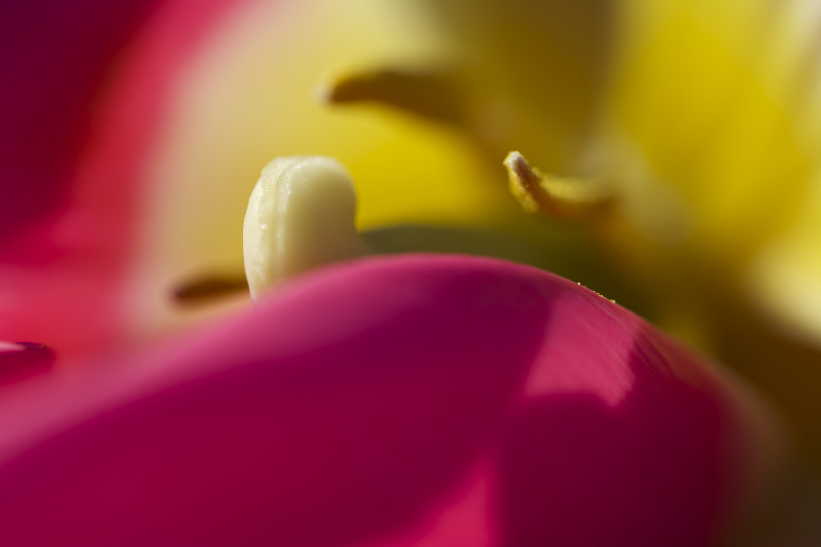 Farbspiel einer Tulpe