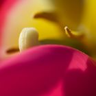 Farbspiel einer Tulpe