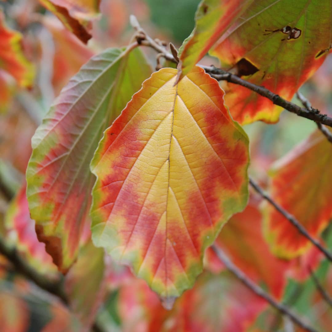 Farbspiel einer Zaubernuss im Herbst. 