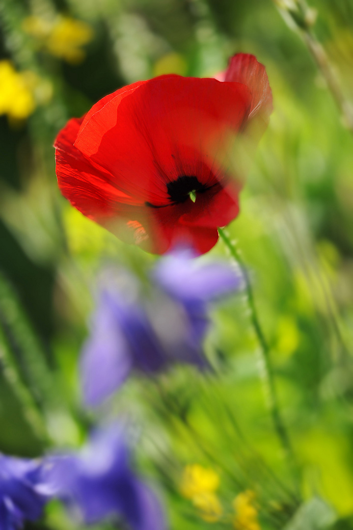 Farbspiel im Garten