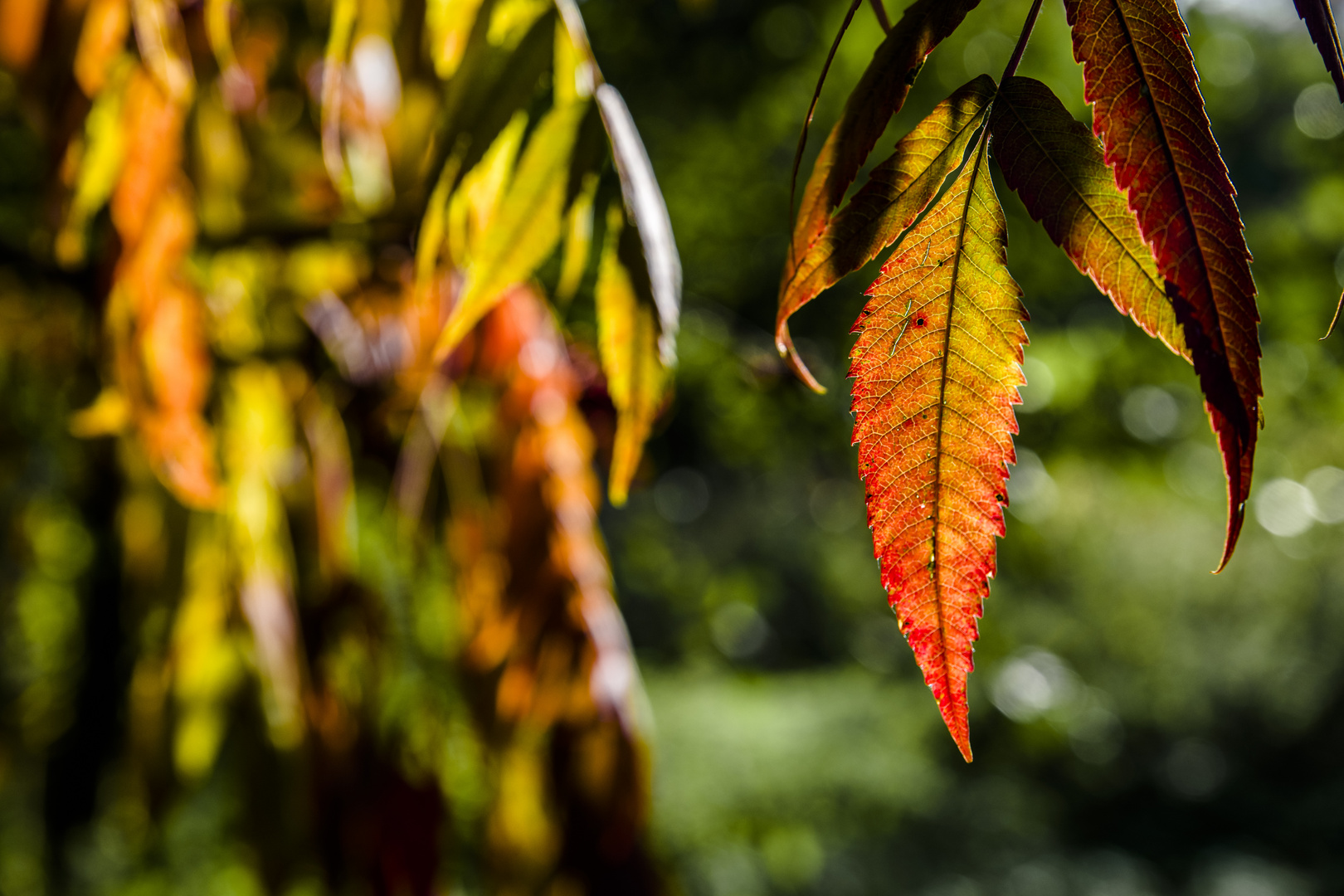 Farbspiel im Herbst