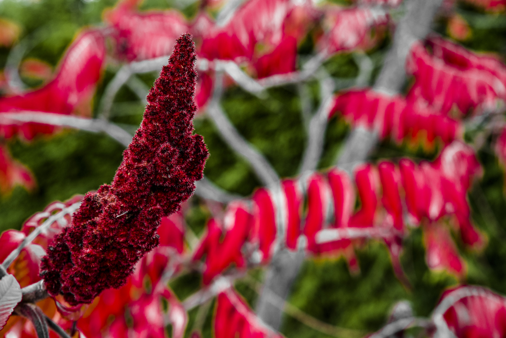 Farbspiel im Herbst