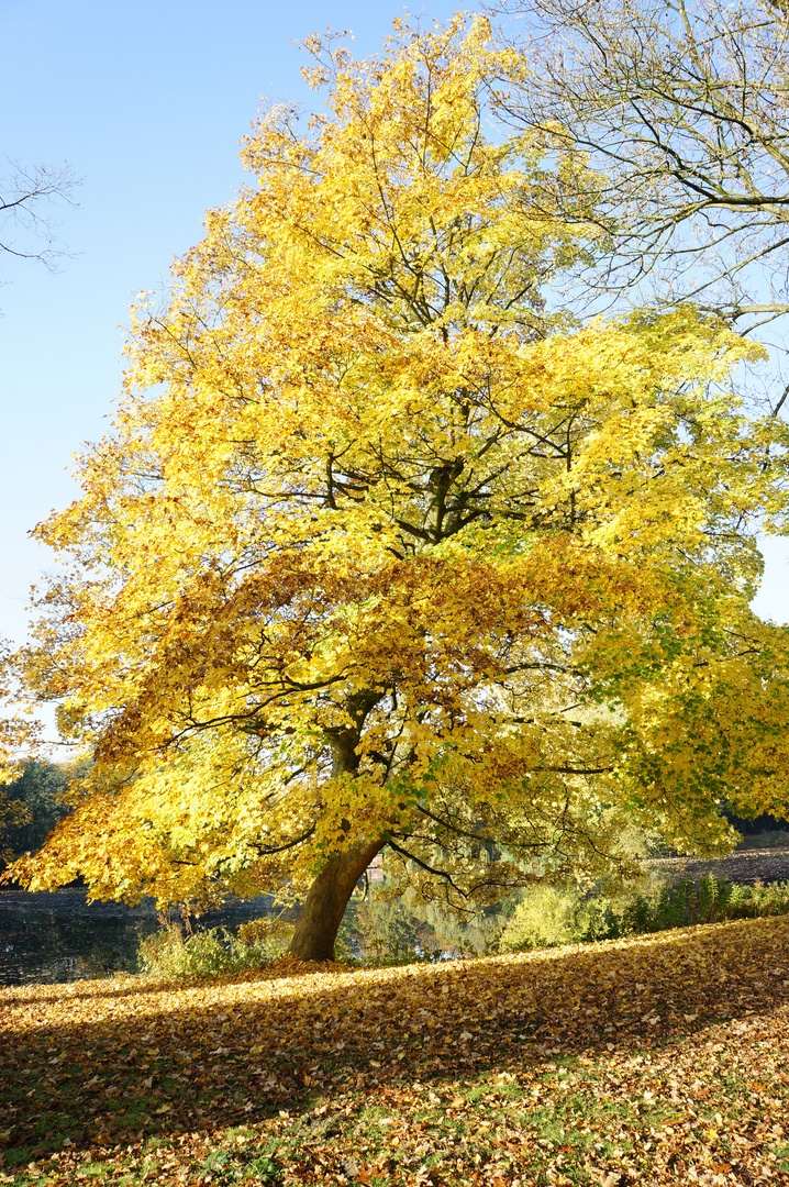 Farbspiel im Herbst