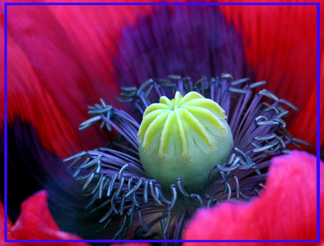 Farbspiel im Mohn