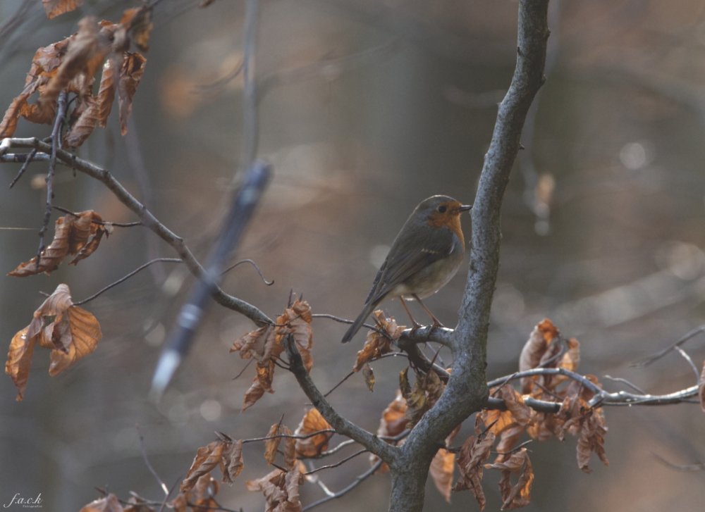 Farbspiel im tristen Wald 