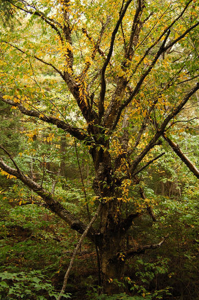 Farbspiel im Wald