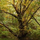 Farbspiel im Wald