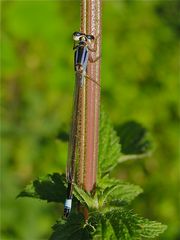 Farbspiel - Weibchen der Großen Pechlibelle (Ischnura elegans, f. violacea) auf Brennesselstengel