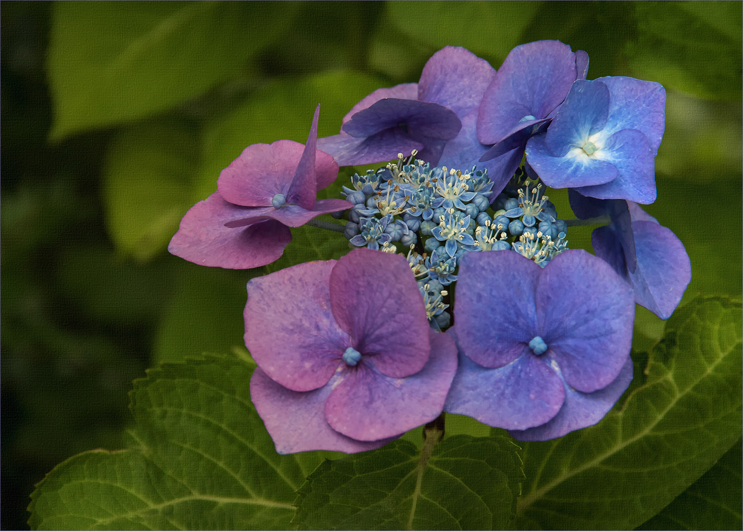 Farbspiele der Hydrangea serrata...